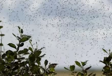 أسراب كبيرة من البعوض أشبه بسحب الدخان تنتشر هذه الأيام في عدة أماكن في الدنمارك تبعاً لموسم تزاوجها الموافق للربيع.