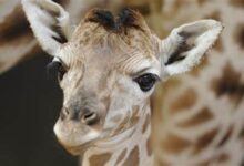 يمكنك الآن رؤية صغير الزرافة حديث الولادة في حديقة الحيوان Ree Park Safari، إذ أنه حدث لا يتكرر كثيراً في الدنمارك!